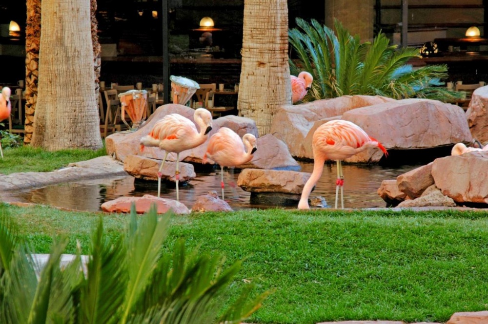 Flamingo Las Vegas Image 13